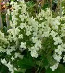 Fernaufnahme Eichenblatthortensie Hovaria® 'Quercifolia'