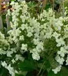 Fernaufnahme Eichenblatthortensie Hovaria® 'Quercifolia'