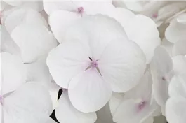 Hydrangea Hovaria® 'Holibel' - Hydrangea Hovaria® 'Holibel'