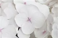 Hydrangea Hovaria® 'Holibel'