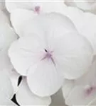 Nahaufnahme Blüte Bauernhortensie Hovaria® 'Holibel'