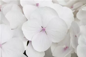Hydrangea Hovaria® 'Holibel'