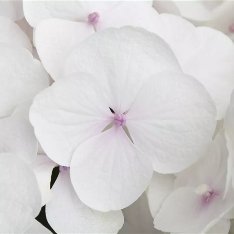 Nahaufnahme Blüte Bauernhortensie Hovaria® 'Holibel'