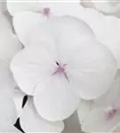 Nahaufnahme Blüte Bauernhortensie Hovaria® 'Holibel'