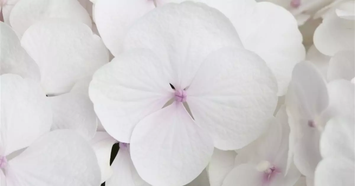 Hydrangea Hovaria® 'Holibel'