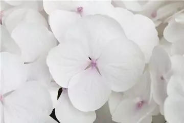 Hydrangea Hovaria® 'Holibel'