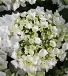 Blütenball Bauernhortensie Hovaria® 'Holibel'