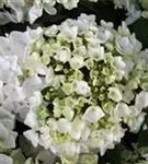Blütenball Bauernhortensie Hovaria® 'Holibel'