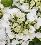 Bauernhortensie Hovaria® 'Holibel' Blüten detailliert
