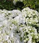 Fernaufnahme Blüten Bauernhortensie Hovaria® 'Holibel'