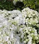 Fernaufnahme Blüten Bauernhortensie Hovaria® 'Holibel'