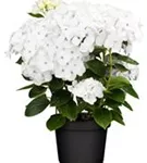 Artikelbild Bauernhortensie Hovaria® 'Holibel' im Topf