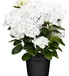 Artikelbild Bauernhortensie Hovaria® 'Holibel' im Topf