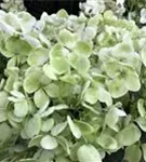 Artikelaufnahme Bauernhortensie Hovaria® 'Holibel'