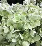 Artikelaufnahme Bauernhortensie Hovaria® 'Holibel'
