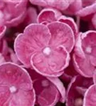 Blütenball Fliederhortensie Hovaria® 'Hopcorn Pink'