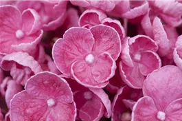 Fliederhortensie Hovaria® 'Hopcorn Pink' - Hydrangea Hovaria® 'Hopcorn Pink'