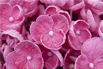 Fliederhortensie Hovaria® 'Hopcorn Pink' - Hydrangea Hovaria® 'Hopcorn Pink'