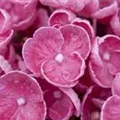 Blütenball Fliederhortensie Hovaria® 'Hopcorn Pink'