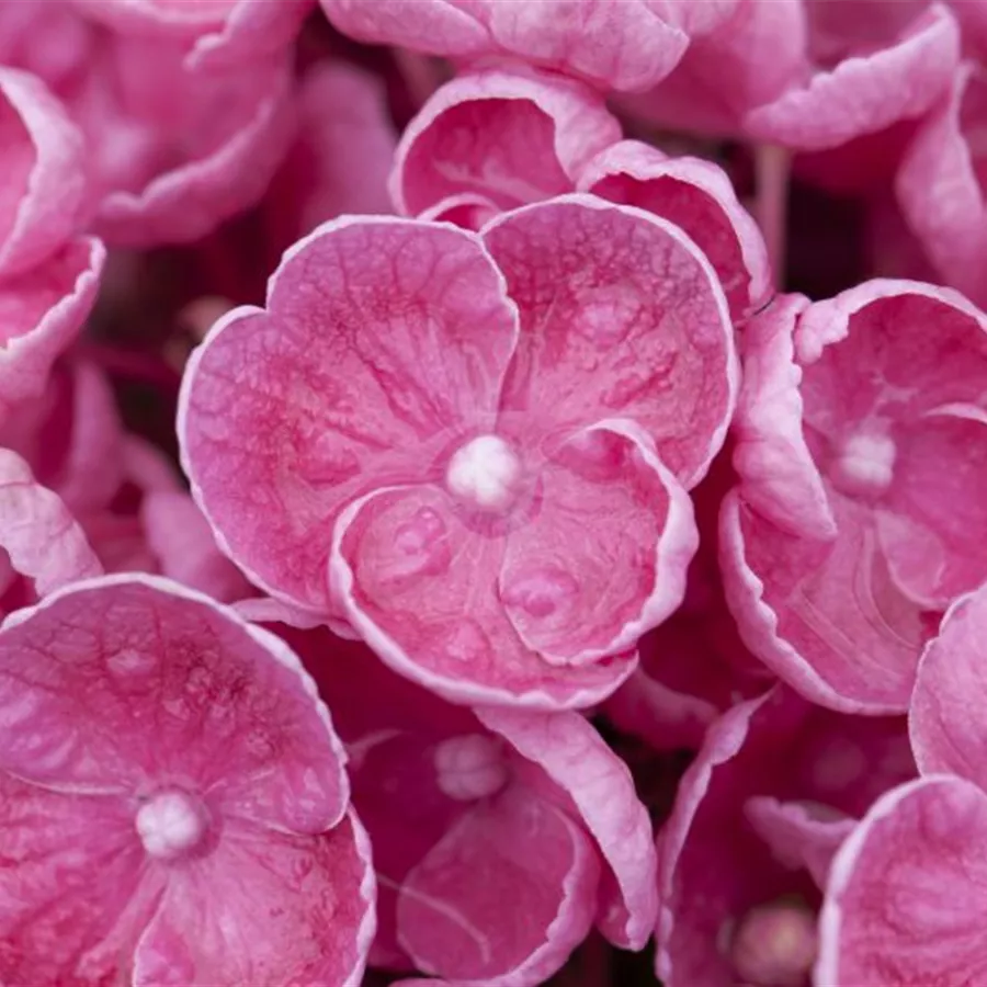 Blütenball Fliederhortensie Hovaria® 'Hopcorn Pink'