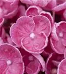 Blütenball Fliederhortensie Hovaria® 'Hopcorn Pink'