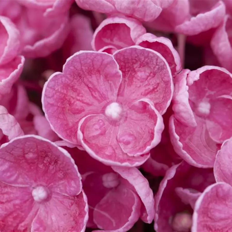 Blütenball Fliederhortensie Hovaria® 'Hopcorn Pink'