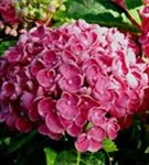 Nahaufnahme Blüten Fliederhortensie Hovaria® 'Hopcorn Pink'