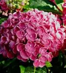 Nahaufnahme Blüten Fliederhortensie Hovaria® 'Hopcorn Pink'
