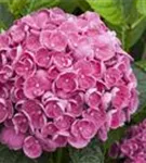 Blühende Blüten Fliederhortensie Hovaria® 'Hopcorn Pink'