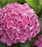 Blühende Blüten Fliederhortensie Hovaria® 'Hopcorn Pink'