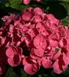 Blütenball Fliederhortensie Hovaria® 'Hopcorn Pink'