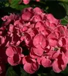 Blütenball Fliederhortensie Hovaria® 'Hopcorn Pink'
