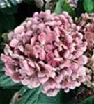 Fernaufnahme Blütenball Fliederhortensie Hovaria® 'Hopcorn Pink'