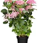 Mehrere Blüten Fliederhortensie Hovaria® 'Hopcorn Pink'