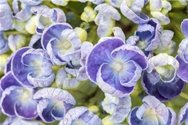 Fliederhortensie Hovaria® 'Hopcorn Purple' - Hydrangea Hovaria® 'Hopcorn Purple'