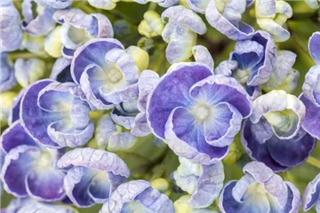 Fliederhortensie Hovaria® 'Hopcorn Purple' - Hydrangea Hovaria® 'Hopcorn Purple'
