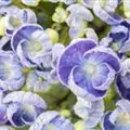 Nahaufnahme Blüten hell Fliederhortensie Hopcorn Purple