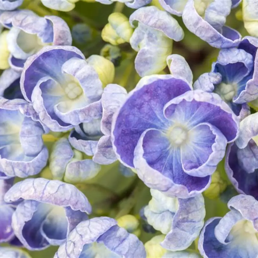 Nahaufnahme Blüten hell Fliederhortensie Hopcorn Purple