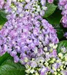 Blüten Fliederhortensie Hopcorn Purple