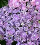 Blütenball Fliederhortensie Hovaria Hopcorn Purple