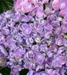 Blütenball Fliederhortensie Hovaria Hopcorn Purple