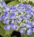 Nahaufnahme Blütenball Fliederhortensie Hovaria Hopcorn Purple