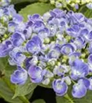Nahaufnahme Blütenball Fliederhortensie Hovaria Hopcorn Purple
