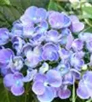 Blüten Fliederhortensie Hovaria Hopcorn Purple