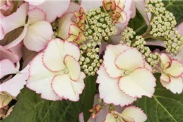 Bauernhortensie Hovaria® 'Love you Kiss' - Hydrangea Hovaria® 'Love you Kiss'