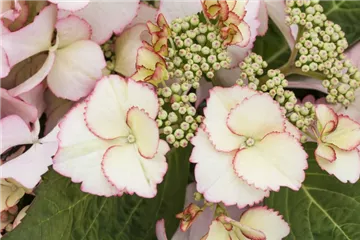 Bauernhortensie Hovaria® 'Love you Kiss' - Hydrangea Hovaria® 'Love you Kiss'