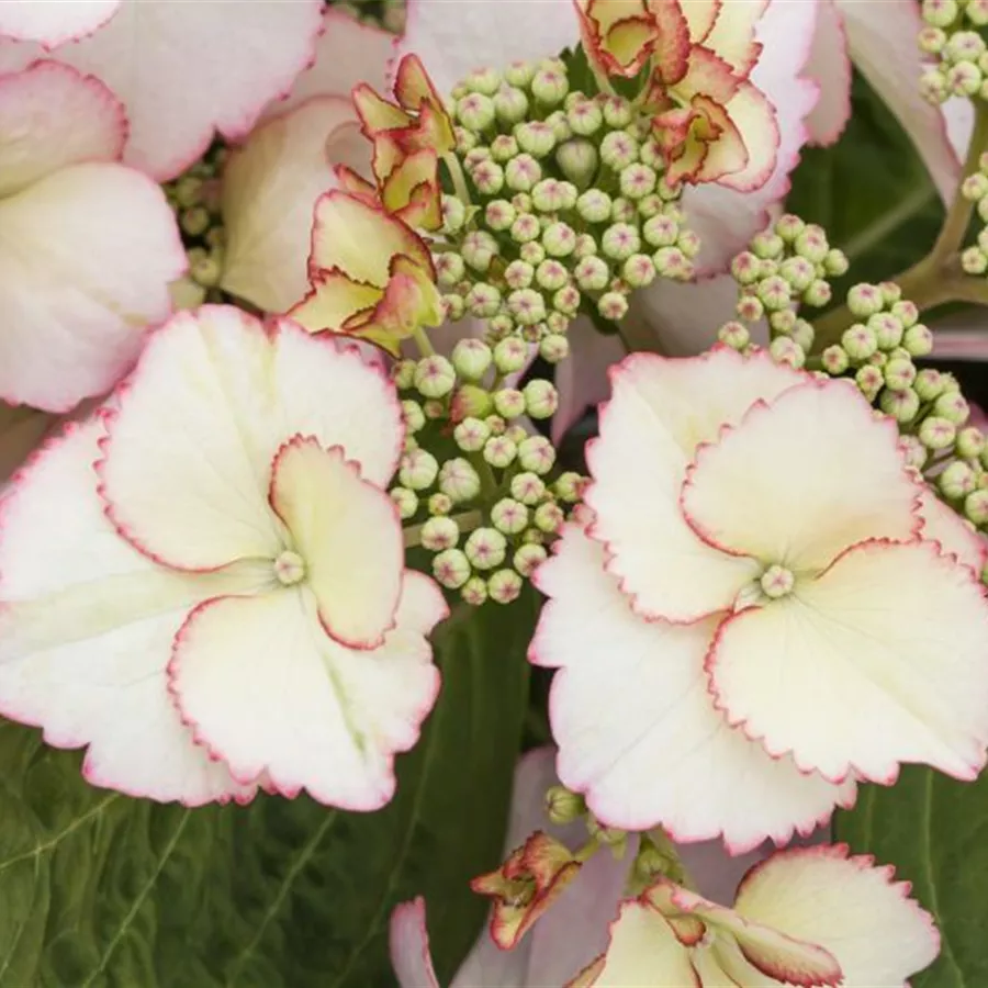 Nahaufnahme Blüten Bauernhortensie Hovaria® 'Love you Kiss'