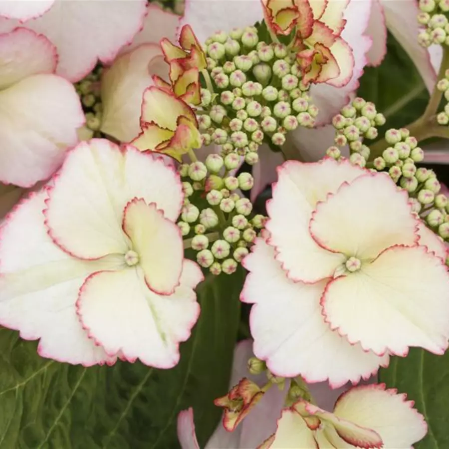 Nahaufnahme Blüten Bauernhortensie Hovaria® 'Love you Kiss'