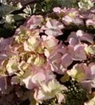 Fernaufnahme Blüten Bauernhortensie Hovaria® 'Love you Kiss'