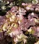 Fernaufnahme Blüten Bauernhortensie Hovaria® 'Love you Kiss'